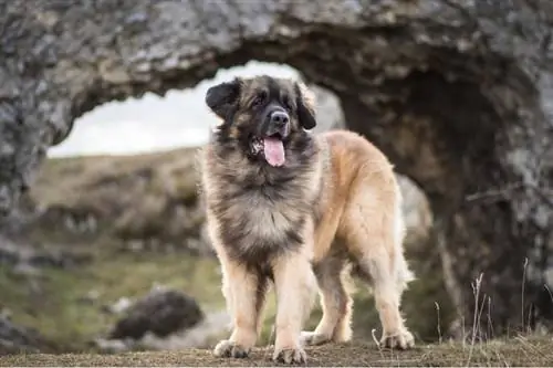 szczęśliwy leonberger