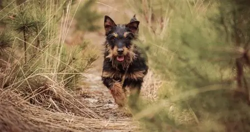 jagdterrier corriendo