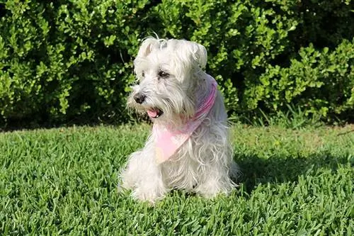 Schnauzer miniatura blanco