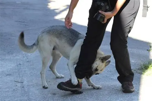 chien qui mord une personne