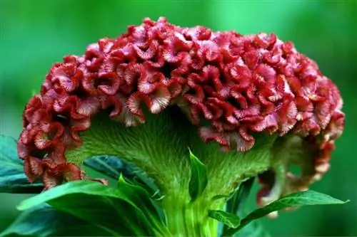 ¿La Celosia es venenosa para los gatos? ¡Manteniendo a su gato a salvo