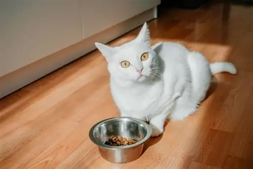 un gat peluix blanc menjant