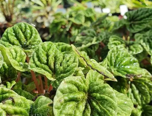 Peperomia növény