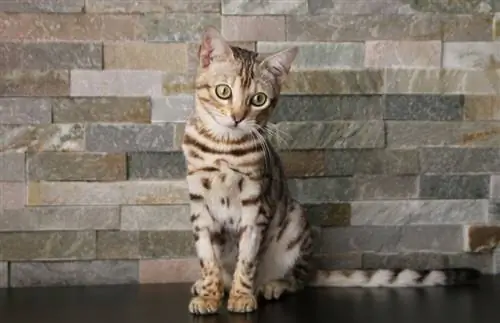 anak kucing bengal perak duduk