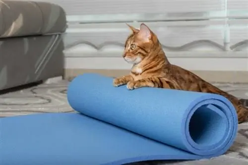 gato de bengala en colchoneta de entrenamiento azul