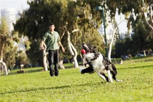 pies rasy border collie bawiący się w aportowanie z męskim właścicielem