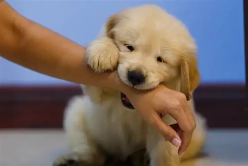 câine Golden retriever cățeluș joacă și mușcă mâna proprietarului