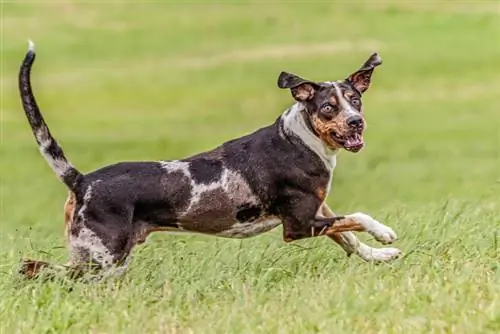 Mbwa wa chui wa Catahoula akikimbia kwenye nyasi