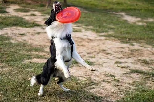 mbwa wa mpakani akicheza na frisbee