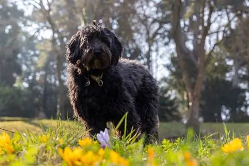 swart labradoodle op die gras