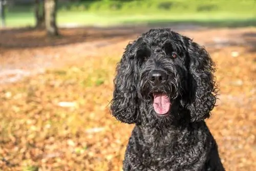 čierny labradoodle