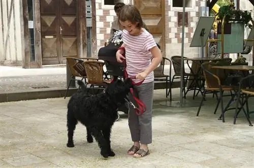 gənc qızla qara labradoodle