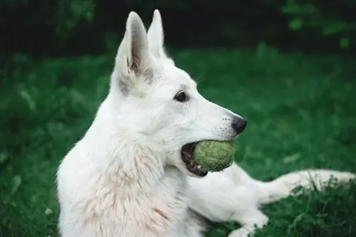 hund bider tennisbold