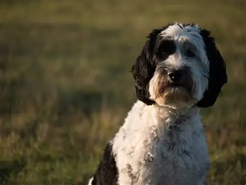 Qara və ağ hissə Labradoodle