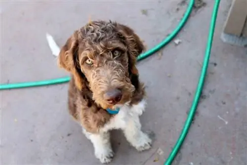 Labradoodle u parti boji