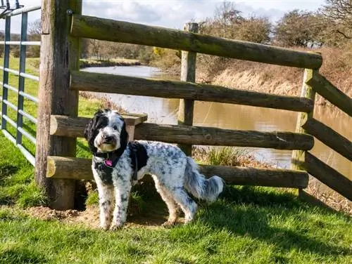 Labradoodle parti štene