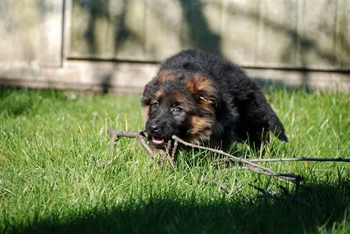 Chiot berger allemand brindille à mâcher