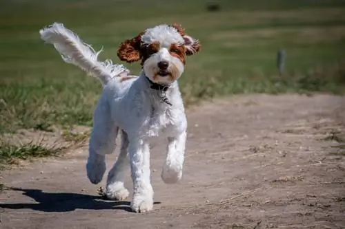 Mini Australian Labradoodle Info: Afbeeldingen, Temperament & Eigenschappen