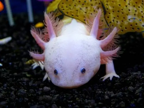 Axolotl