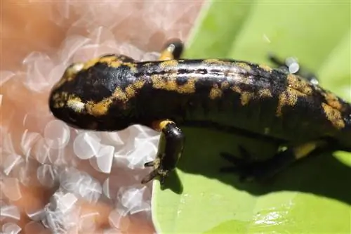 Tiger Salamander