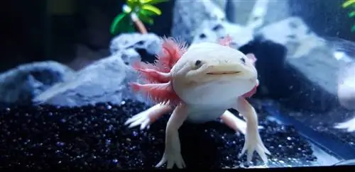 axolotl în rezervor