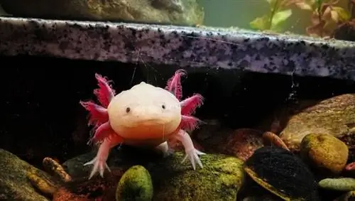 15 Fakta Luar Biasa tentang Axolotl yang Pasti Ingin Anda Pelajari