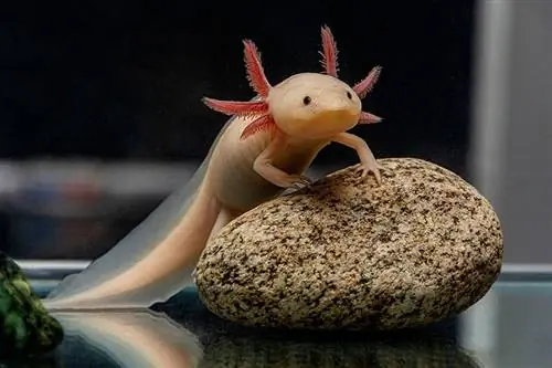 Ένα χαριτωμένο axolotl ποζάρει σε μια πέτρα