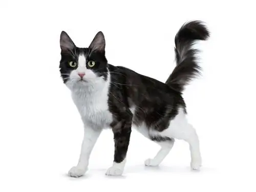 fumo nero con gatto d'angora turco bianco