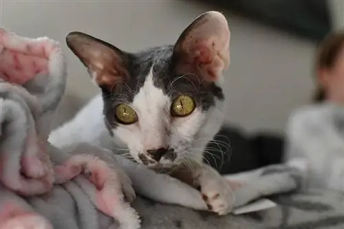 Nahaufnahme eines Cornish Rex