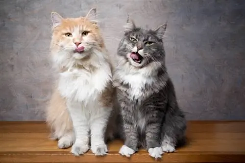 gatos maine coon sentados