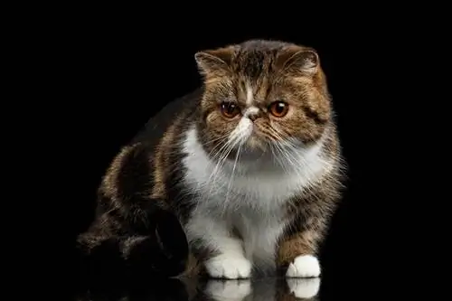 Exotic Shorthair Tabby Cat_Seregraff-ի մոտիկից