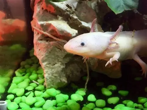 Axolotl