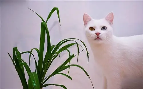 chat blanc avec plante d'intérieur