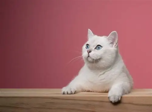 White British Shorthair Cat: Faktlar, Mənşəyi & Tarix (Şəkillərlə)