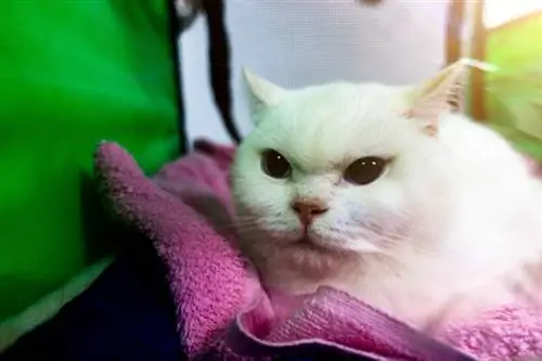 chat blanc à poil court britannique assis dans une volière portable.