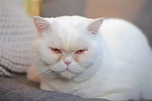 un chat britannique à poil court blanc avec des yeux larmoyants