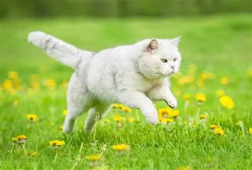 chat british shorthair blanc sautant sur la pelouse avec des pissenlits