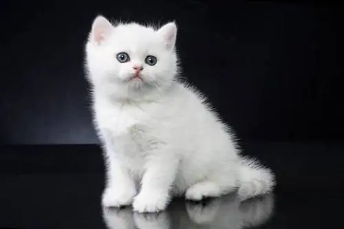 qara fonda gümüş və qızıl rəngli british shorthair pişiklər