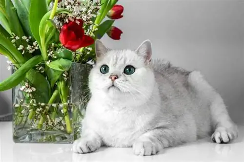 chat britannique blanc et un vase en verre avec des tulipes rouges