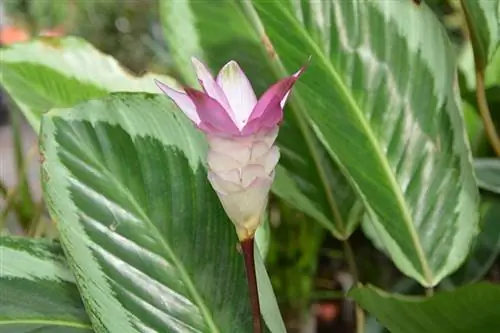 Är Calathea giftigt för katter? Håller din katt säker