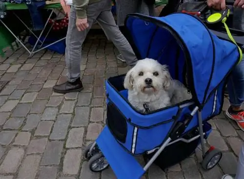 hond in blou stootwaentjie