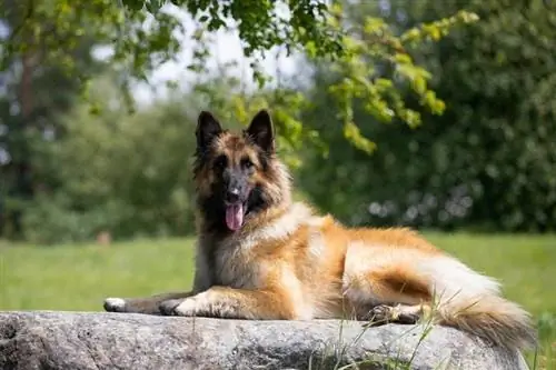 Belgian Tervuren - Dog Cov Lus Qhia, Cov Duab, Cwj Pwm & Qhov Tseeb