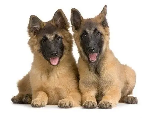 Anak anjing Tervuren Belgia