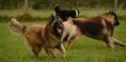 Tervuren Belgia bermain