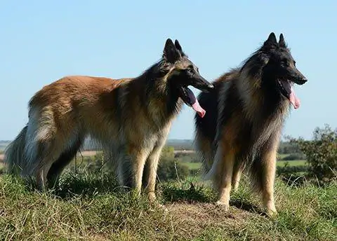 Belgiske Tervuren