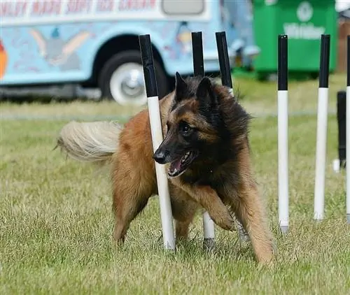 Belgijski Tervuren