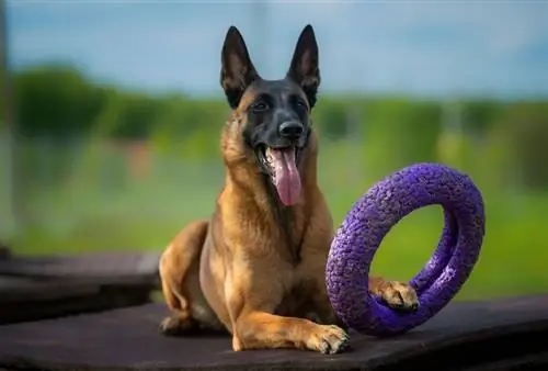 belçikalı malinois oyuncak tutuyor