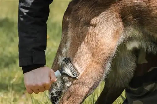 četkanje belgijskog ovčara malinoisa