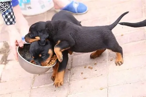 Rottweiler-puppy's die hondenvoer eten