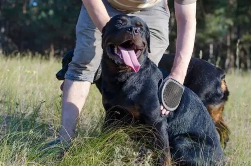 man verzorgt zwarte rottweiler hond, verzorgingsgereedschap, verzorgingshandschoen